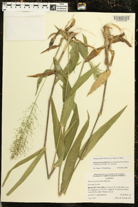 Dichanthelium polyanthes image