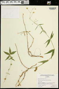 Silene stellata image