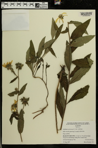 Silphium asteriscus var. scabrum image