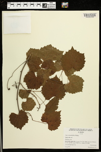 Vitis rotundifolia image