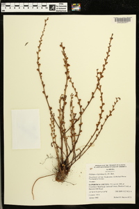 Epifagus virginiana image