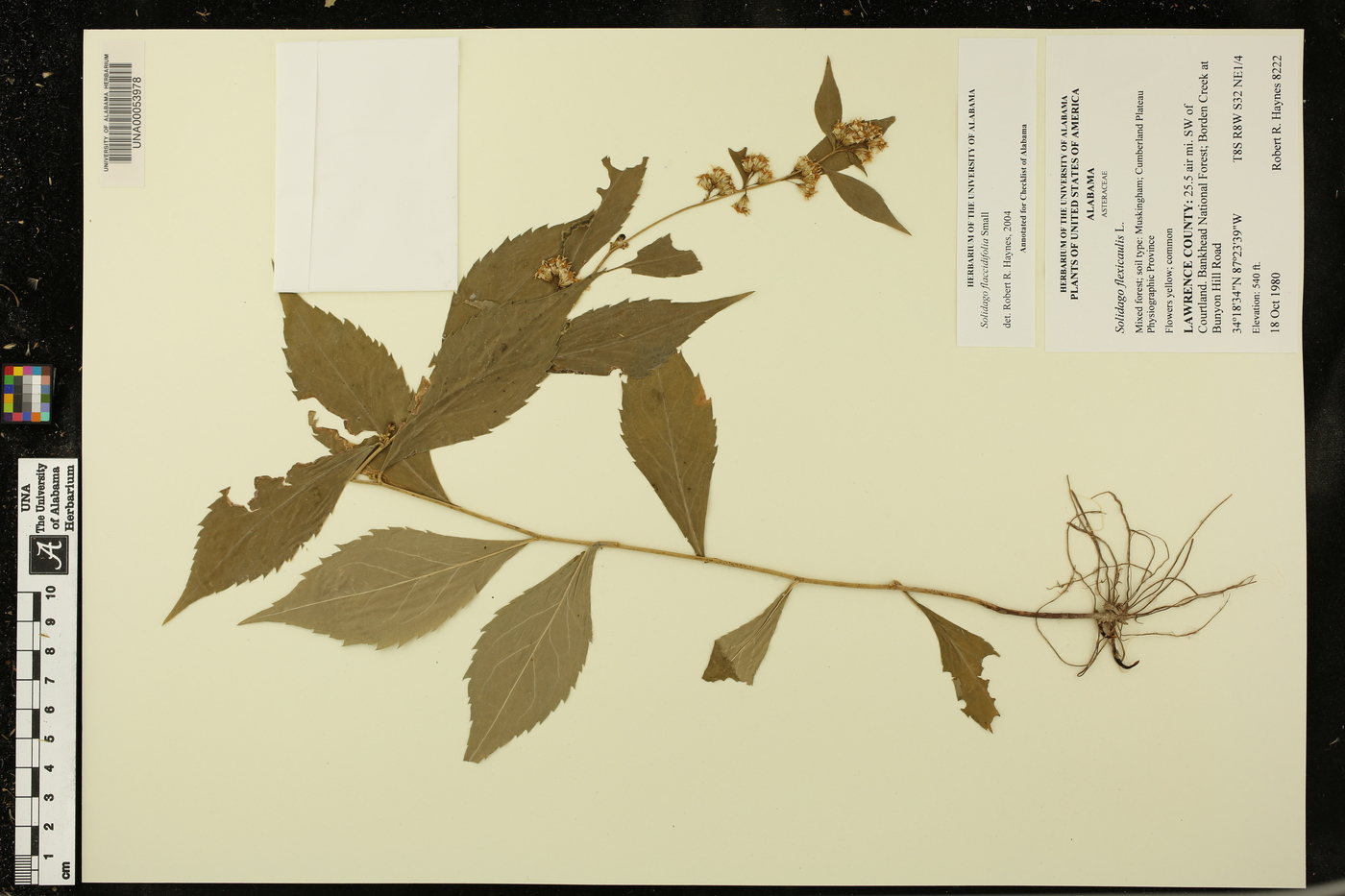 Solidago flaccidifolia image