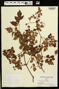 Ampelopsis arborea image