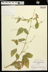 Desmodium canescens image