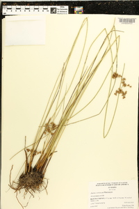 Juncus coriaceus image