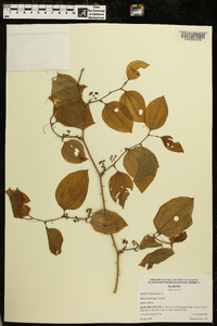 Smilax bona-nox image