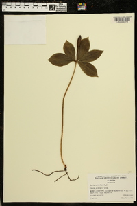 Isotria verticillata image