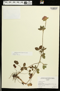 Trifolium arvense image