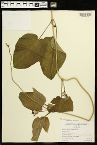 Matelea carolinensis image