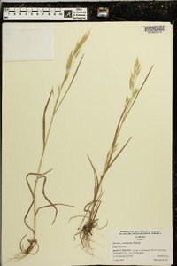 Bromus commutatus image