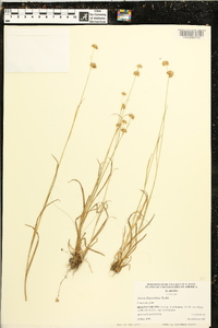 Juncus filipendulus image