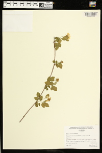 Rubus trivialis image