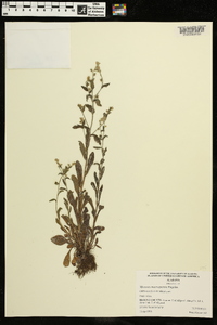 Myosotis macrosperma image