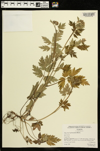 Phacelia bipinnatifida image