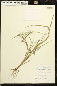 Panicum flexile image