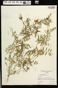 Vicia grandiflora image