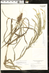 Pityopsis graminifolia image