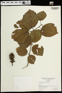 Fothergilla major image