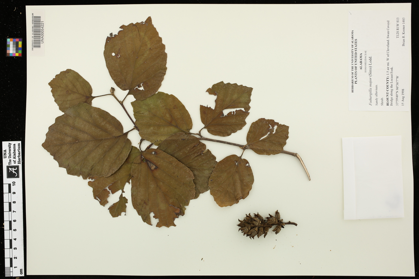 Fothergilla major image