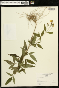 Coreopsis tripteris image