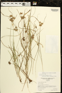 Cyperus croceus image