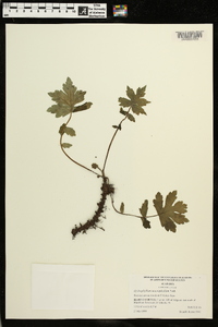 Hydrophyllum macrophyllum image