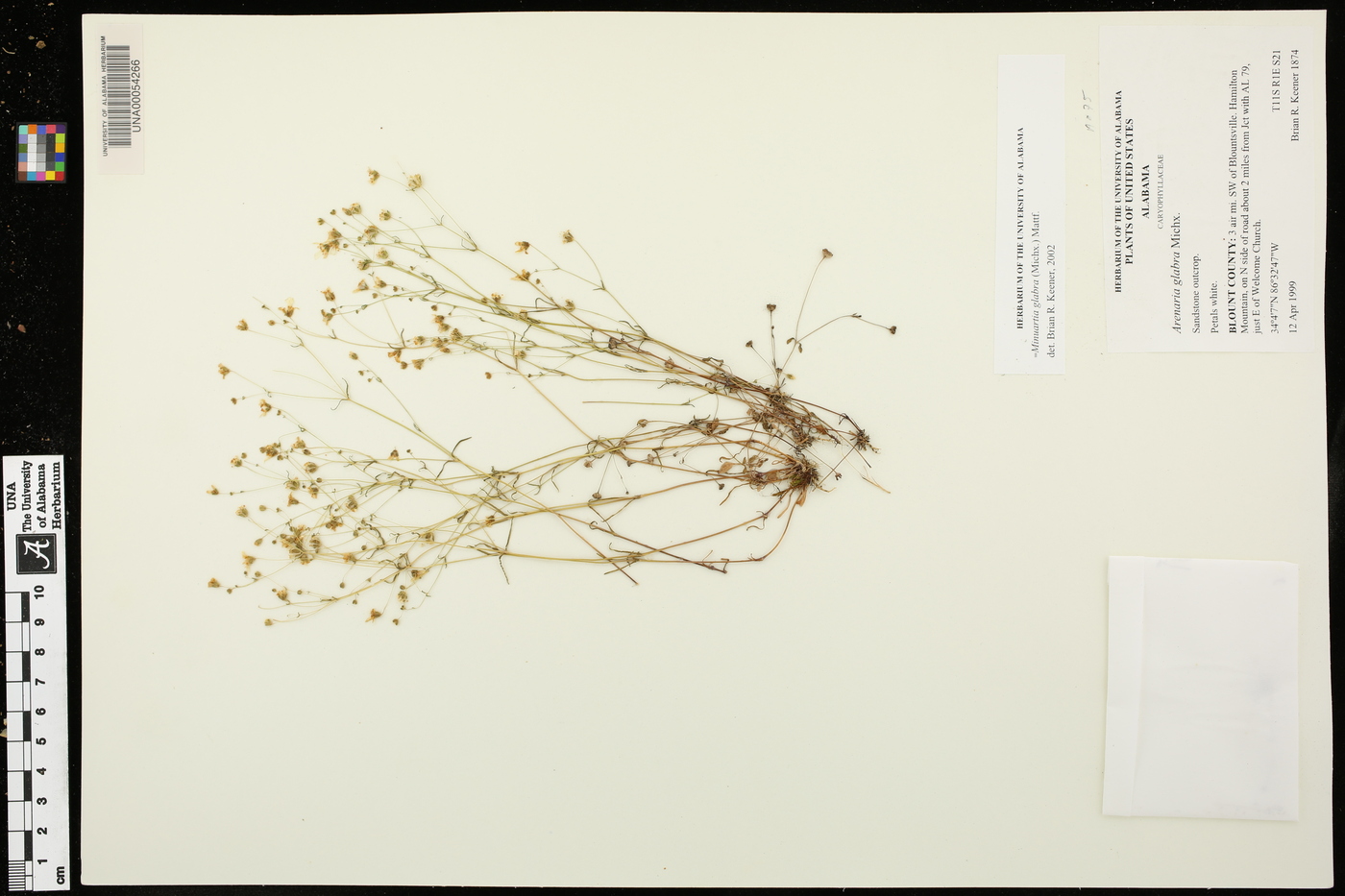 Sabulina glabra image