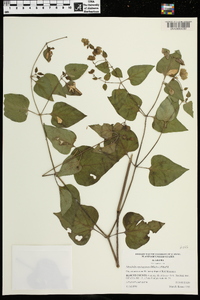 Mirabilis nyctaginea image