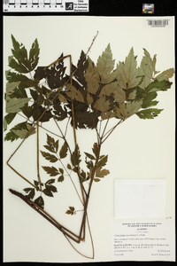 Actaea racemosa image