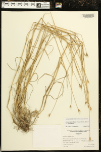 Elymus glabriflorus image