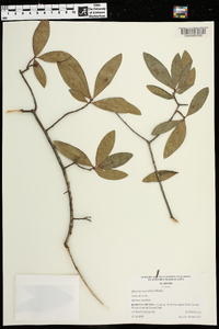 Quercus laurifolia image