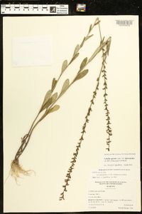 Lobelia spicata var. leptostachys image