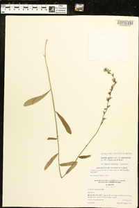 Lobelia spicata var. leptostachys image