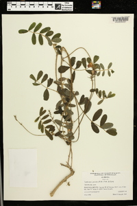 Tephrosia spicata image