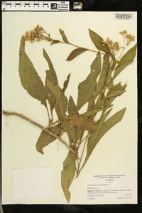 Parthenium integrifolium image