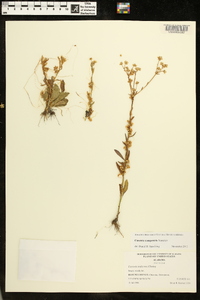 Cuscuta campestris image