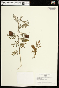 Desmanthus illinoensis image