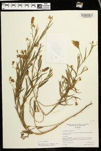 Crotalaria sagittalis image