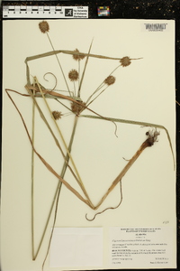 Cyperus lancastriensis image