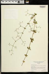 Galium pilosum image