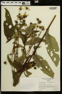 Silphium asteriscus var. latifolium image