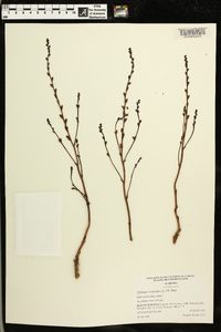 Epifagus virginiana image