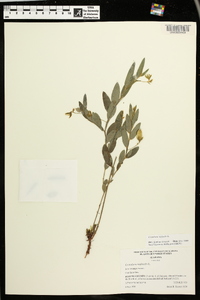 Crotalaria sagittalis image