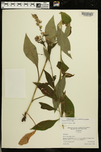 Solidago petiolaris image