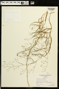 Campanula divaricata image