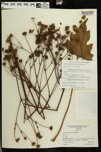 Silphium compositum var. compositum image