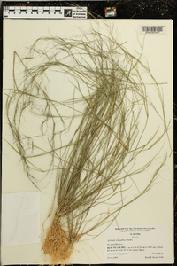 Aristida oligantha image