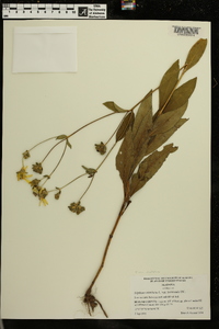 Silphium asteriscus var. laevicaule image