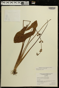 Sagittaria australis image