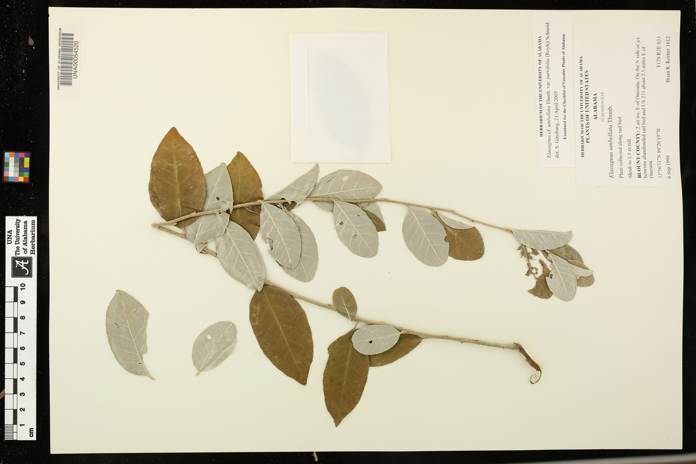 Elaeagnus umbellata var. parvifolia image